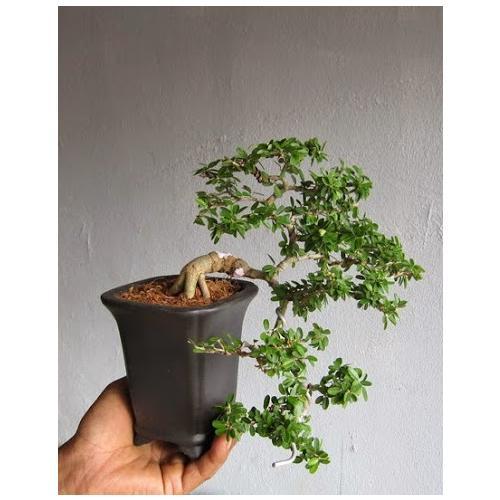 Cây giống Cần thăng bonsai cao 45cm - 50cm - CayGiongTot