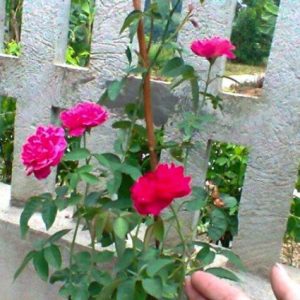 [Cây giống hoa] Hồng leo tường vy size chậu C8