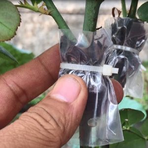 Combo 10 cây giống bầu chiết hồng ngoại - bầu nhiều rễ ổn định, tỷ lệ sống cao