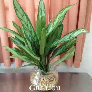 [Cây phong thủy] Cây giữ tiền - CayGiongTot