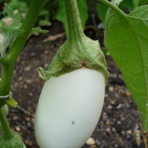 Gói 0.2GR hạt giống Cà Trứng Ngỗng