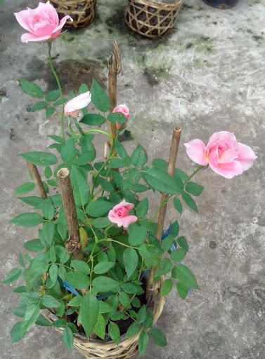 unnamed-2-123e91bd-f0af-4ab7-8929-ba839bc7eaf6-1