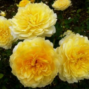 [Cây giống hoa] Hồng Ngoại Molineux (hồng bụi, hoa thơm) size chậu C9 - CayGiongTot