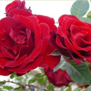 [Cây giống hoa] Hồng ngoại Valentine (hồng leo) size chậu C9 - CayGiongTot