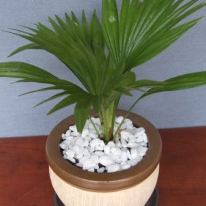 Cây giống Cây kè Nhật (cọ Nhật) - CayGiongTot