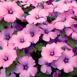 Gói 0.5GR hạt giống hoa Cẩm Quỳ Hồng