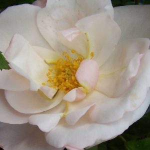 [Cây giống Hoa] hồng LEO Friendship of Strangers size chậu C9 - CayGiongTot