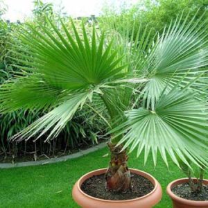 Cây giống Cây Cọ Ta kiểng - CayGiongTot