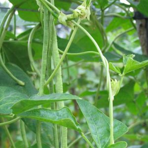 Gói 20g đậu đũa Đài Loan hạt trắng