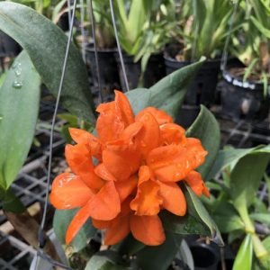 [Cây giống] Lan Cattleya cam A3 bông chùm - giống nhập Thái khoẻ đẹp