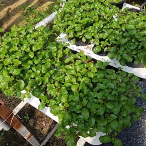 Combo 10 cây giống rau dền Nhật - Cải Xoong Nhật - giống rau bổ dưỡng cực dễ trồng