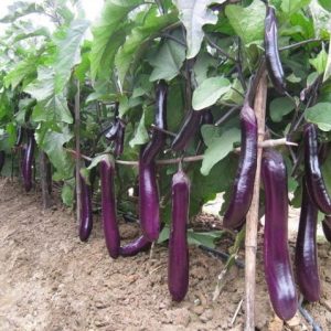 Gói 0.5GR hạt giống Cà Tím Cao Sản No 1