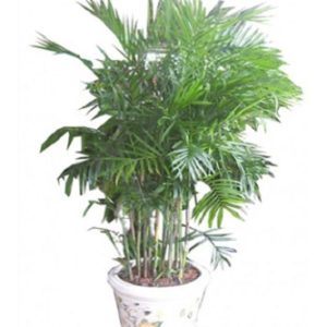 Cây giống Cây Cau Hawai - CayGiongTot