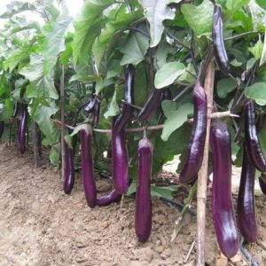 Gói 0.5GR hạt giống Cà Tím Cao Sản No 1