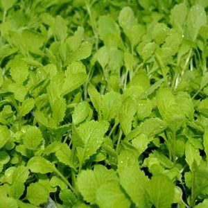 Gói 20GR hạt giống Cải Ăn Non Baby SV No 1