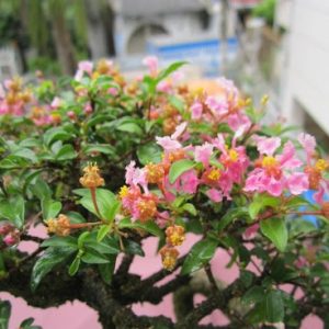 [Cây giống hoa] Hồng Ngọc Mai - CayGiongTot