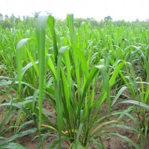 Gói 100GR hạt giống Cỏ Chịu Ngập Ubon Paspalum