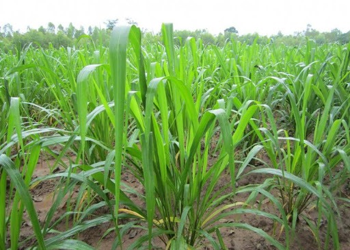 Gói 100GR hạt giống Cỏ Chịu Ngập Ubon Paspalum