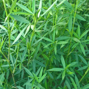 Gói 100GR hạt giống Cỏ Đậu STYLO