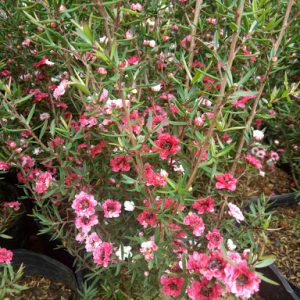 Cây Nhất Chi Mai - Tùng Tuyết Mai hàng sẵn nụ - cây đang nụ hoặc đang hoa