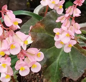 Gói 1GR hạt giống hoa Sen Cạn Nhiều Màu (Dây leo)