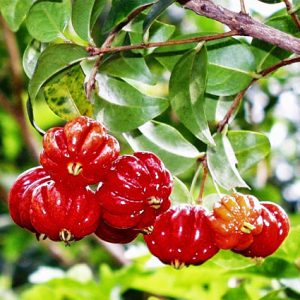 Cây giống Cherry Surinam - Giống Cherry Khía 8 múi ngoại nhập hay còn gọi Anh Đào Đen xuất xứ Brazil