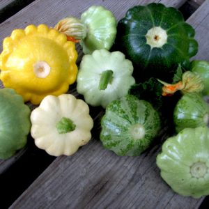 Gói 1GR hạt giống Bí Đĩa Bay Nhiều màu