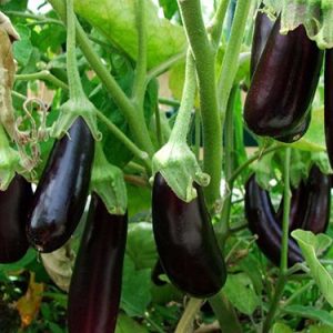 Gói 0.5GR hạt giống Cà Tím Cao Sản No 1