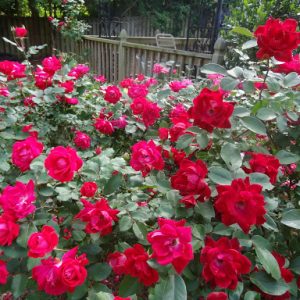 Hồng ngoại (hồng bụi) cây đang hoa