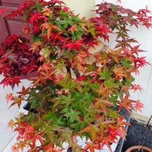 Cây giống Phong Lá Đỏ bonsai đã thuần khí hậu Việt Nam