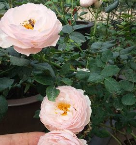 [Cây giống hoa] Cây Hoa Hồng Ngoại Heritage size chậu C9 - CayGiongTot