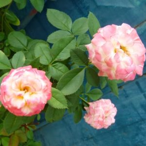 [Cây giống hoa] hoa hồng đổi màu bầu nhỏ - CayGiongTot