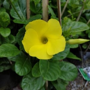 Cây giống Huỳnh Đệ - CayGiongTot