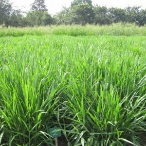 Gói 100GR hạt giống Cỏ Chịu Ngập Ubon Paspalum