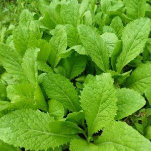 Gói 20GR hạt giống Cải Ăn Non Baby SV No 1