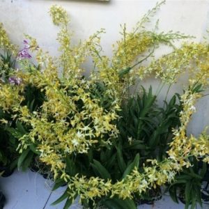 Dendro Nắng Thơm Banana - cây to khủng sắp hoa