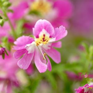 Gói 0.5GR hạt giống hoa Bướm Cali Nhiều Màu