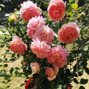 Hồng ngoại (hồng bụi) cây đang hoa