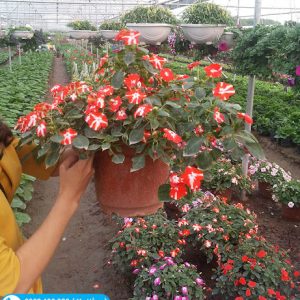 Mai dạ thảo cam viền trắng