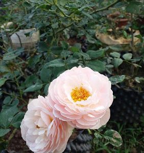 [Cây giống hoa] Cây Hoa Hồng Ngoại Heritage size chậu C9 - CayGiongTot