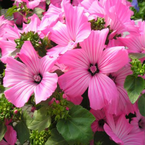 Gói 0.5GR hạt giống hoa Cẩm Quỳ Hồng