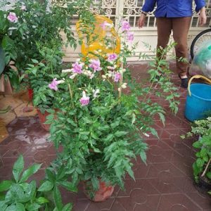 [Cây giống hoa] Hồng thiên hương (cây leo) - CayGiongTot