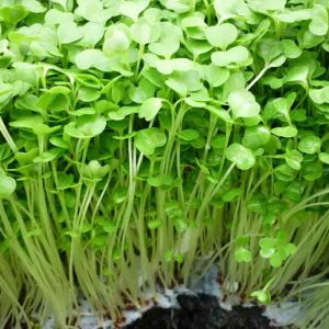 Gói 20g Hạt Giống Rau Mầm Bông Cải Xanh_ Thế Giới Rau Mầm