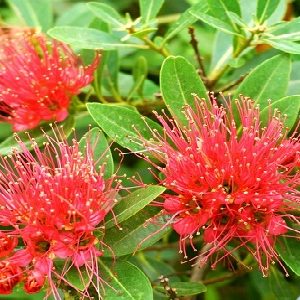 [Cây giống hoa] Mai Thái đỏ - CayGiongTot