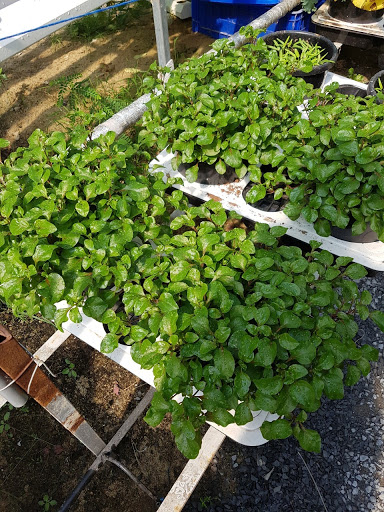 Chậu cây giống rau dền Nhật - cải Xoong Nhât- giống rau bổ dưỡng cực dễ trồng