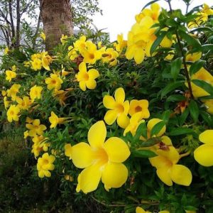 Cây giống Quỳnh Anh - CayGiongTot