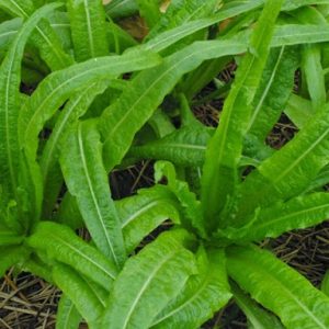 Gói 5GR hạt giống Rau Diếp Thơm (Cải Nhíp)