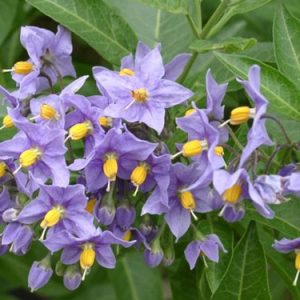 [Cây giống hoa] Tiêu Nương - Dây Tiêu Nương (cây leo) Solanum seaforthianum - CayGiongTot