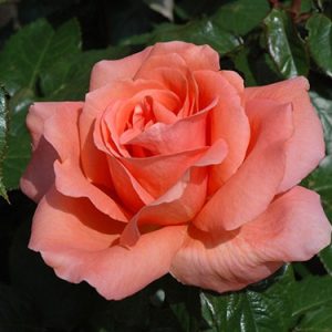 [Cây giống hoa] hồng Sweet Fragrance size chậu C9 - CayGiongTot