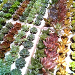 Gói 5  hạt giống Sen Đá Mỹ Mix Mini